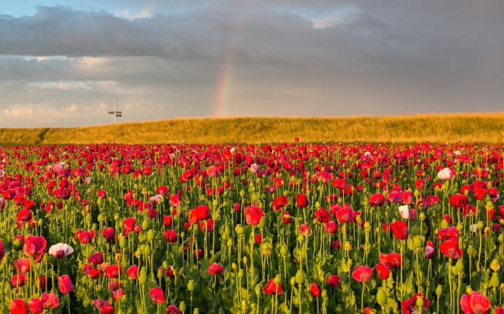 тюльпаны радуга поле красные