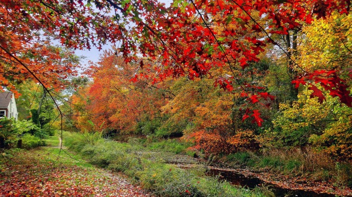 осень ветви речка деревья листья