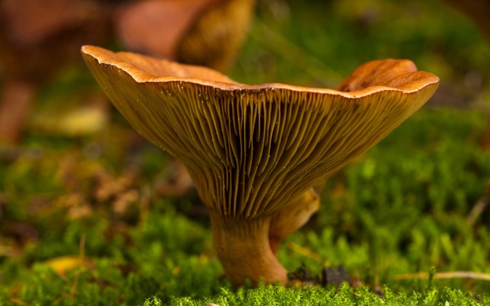 природа гриб
