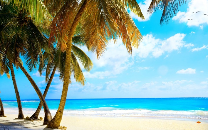 пляж берег пальмы море