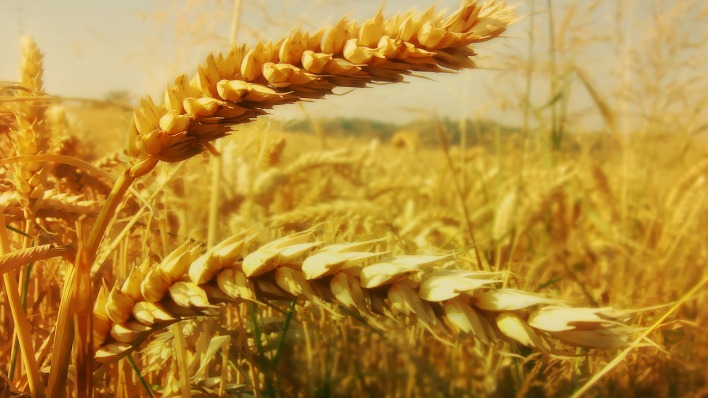 колосья пшеница поле