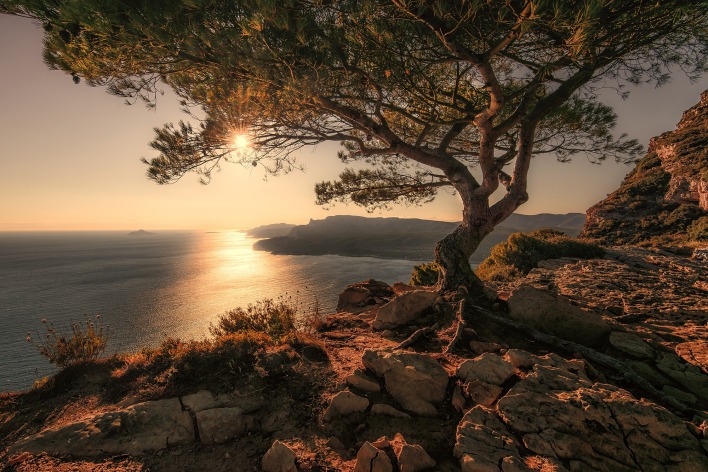 море берег камни дерево закат