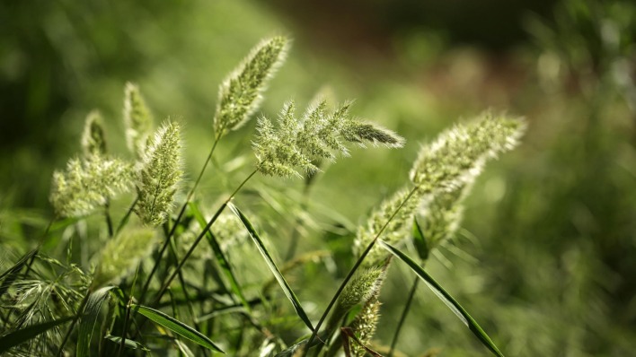 природа трава