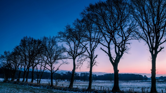 природа деревья зима