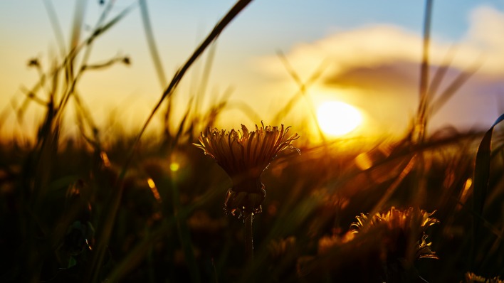 природа трава солнце одуванчик