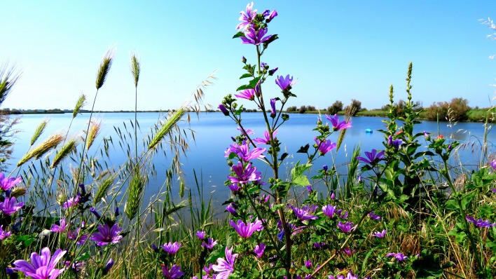 природа озеро цветы трава