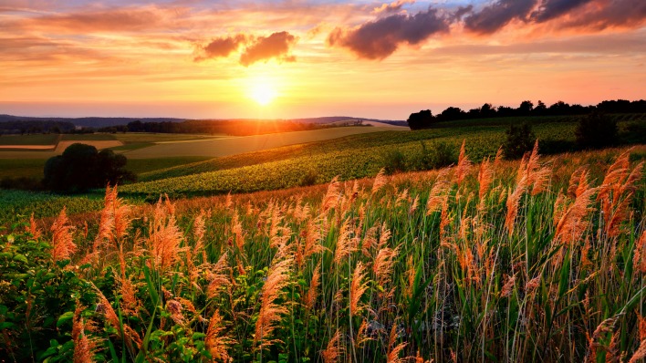 природа солнце небо облака поле трава деревья