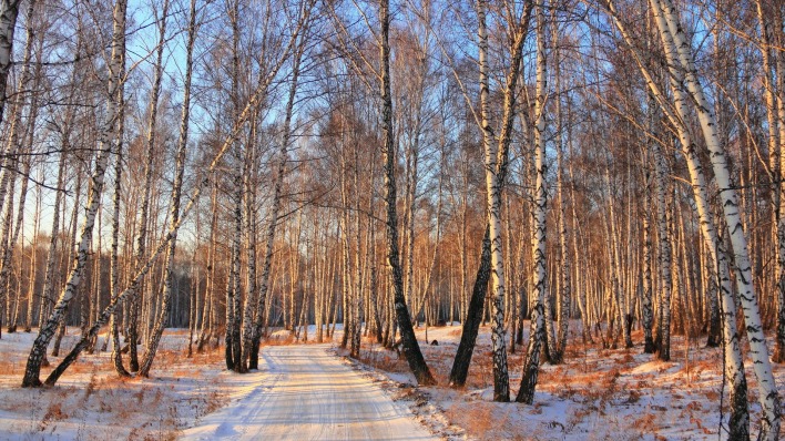 березы зима лес