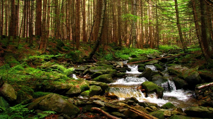 лес речка камни лето зелень