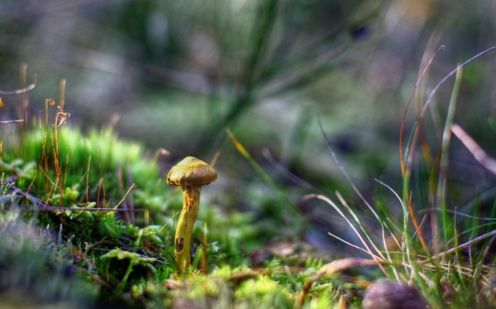 гриб лес природа