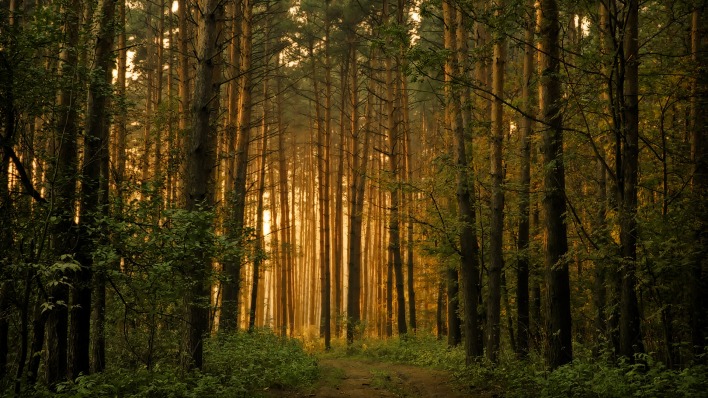 лес закат