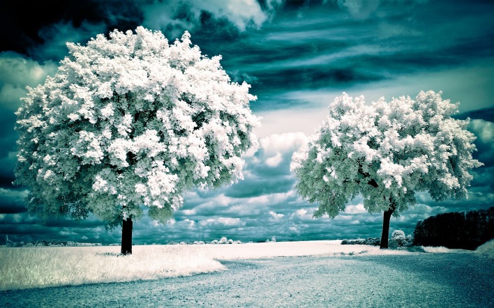 природа деревья цветы белый