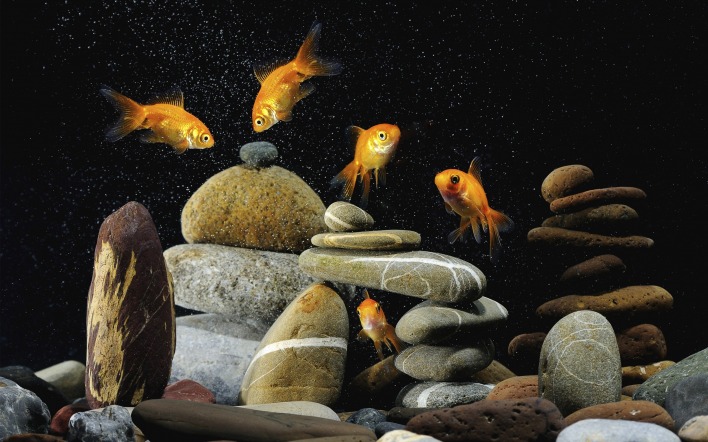 Золотые рыбки аквариум камни