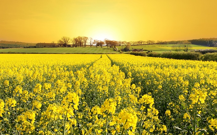 поле желтое закат