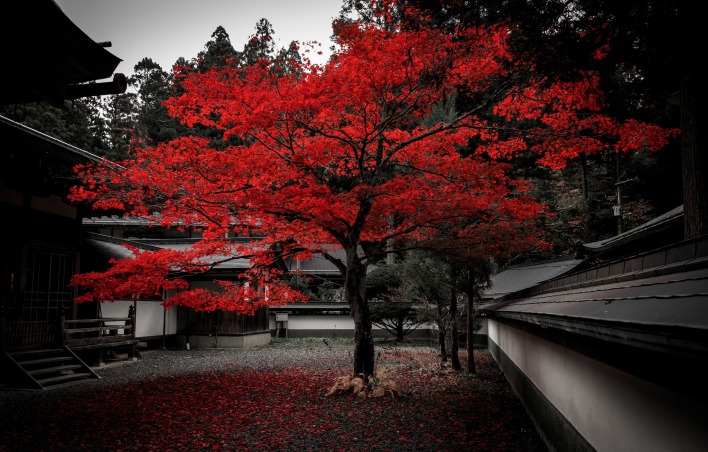 дерево японское красное