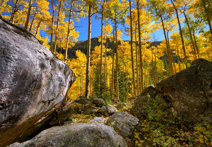 лес камень осень