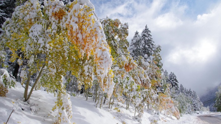 снег деревья желтые