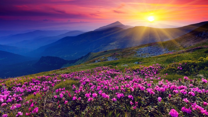 закат горы цветы