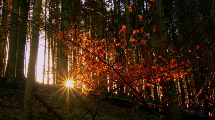 лучи лес осень