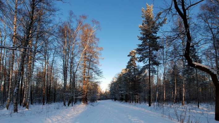 зима деревья лес дороги