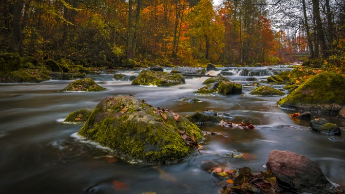 камни лес осень речка