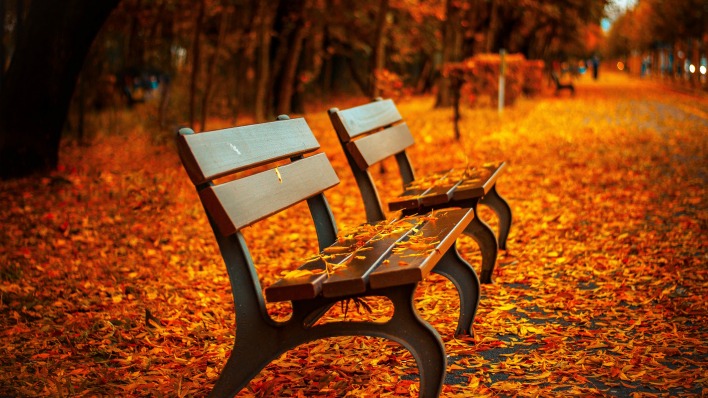 скамейка осень листья парк