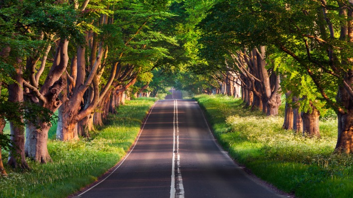 дорога деревья