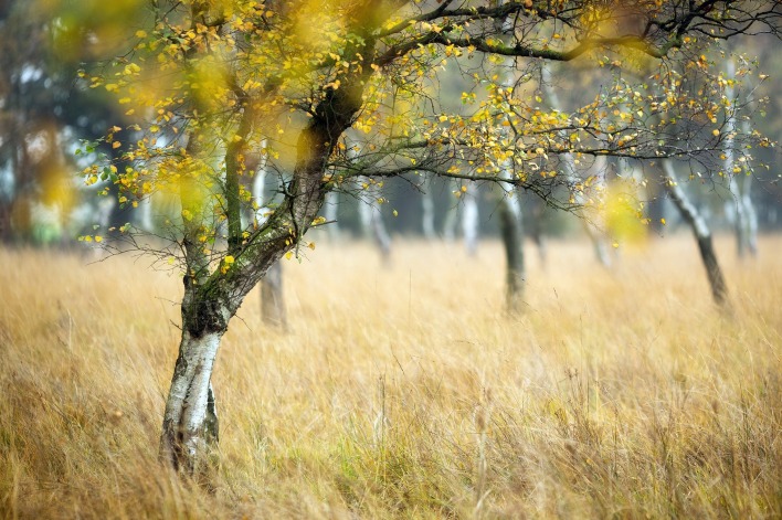 Природа осень дерево трава