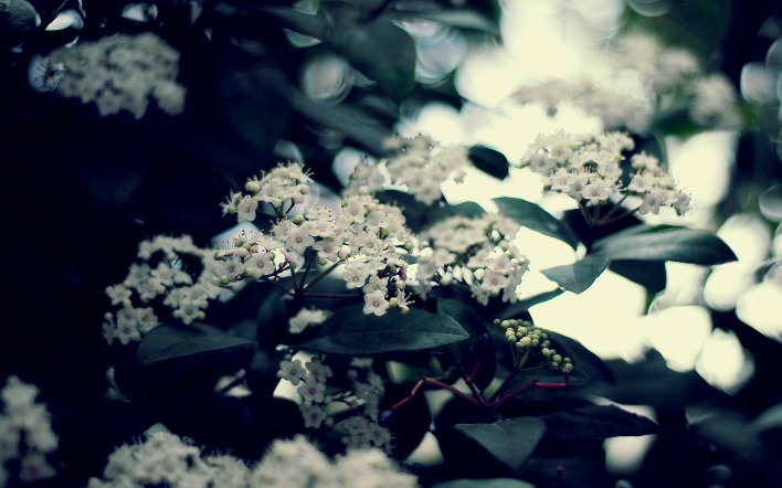 природа цветы белый деревья