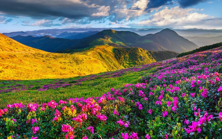 поляна цветы горы