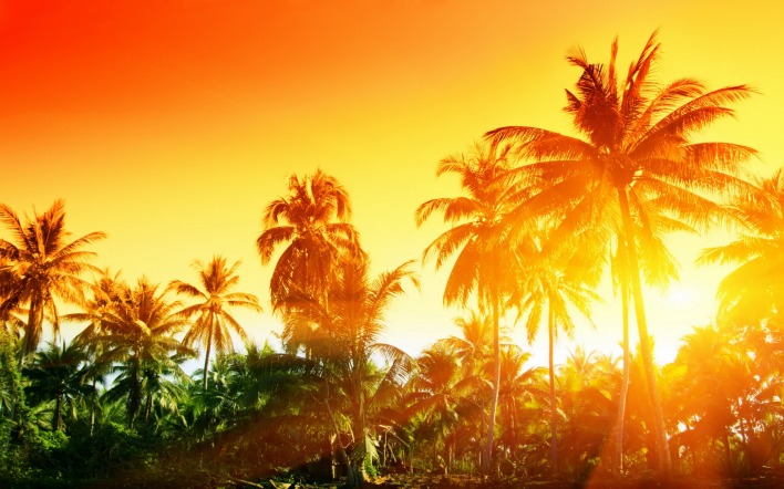 пальмы солнце закат