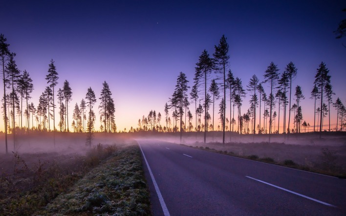 Рассвет туман дорога деревья