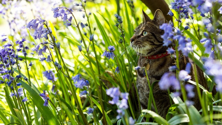 кошка цветы лето