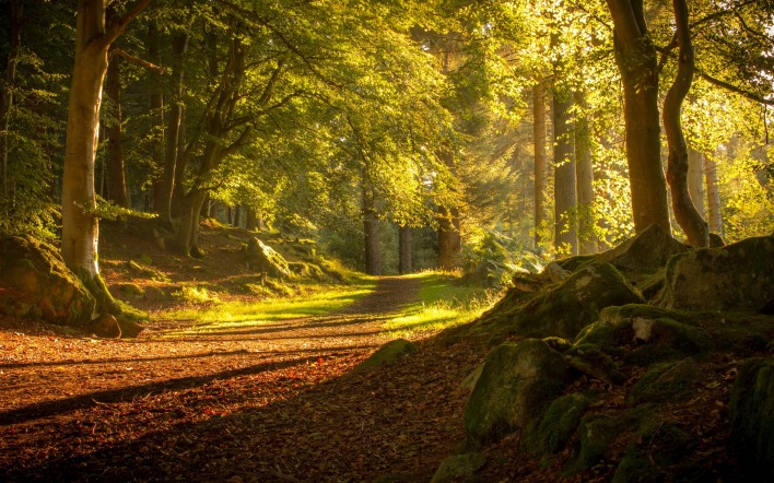 лес лучи солнце дорога