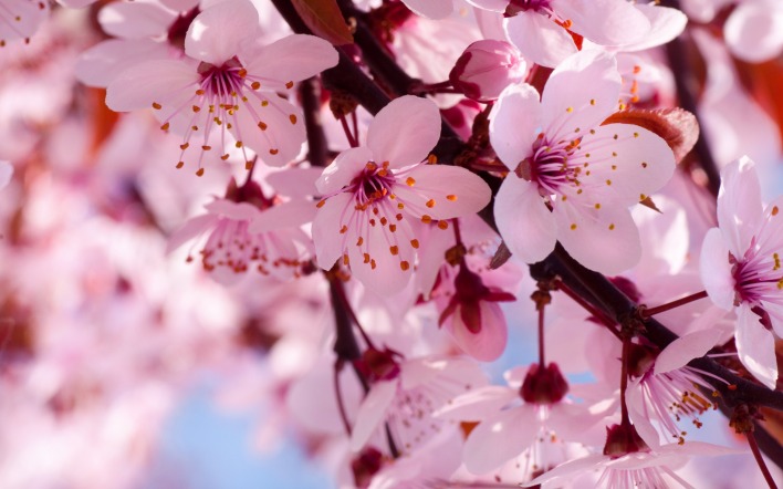 Вишни цветение сакура