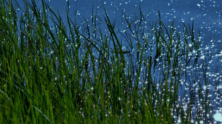 трава вода лето