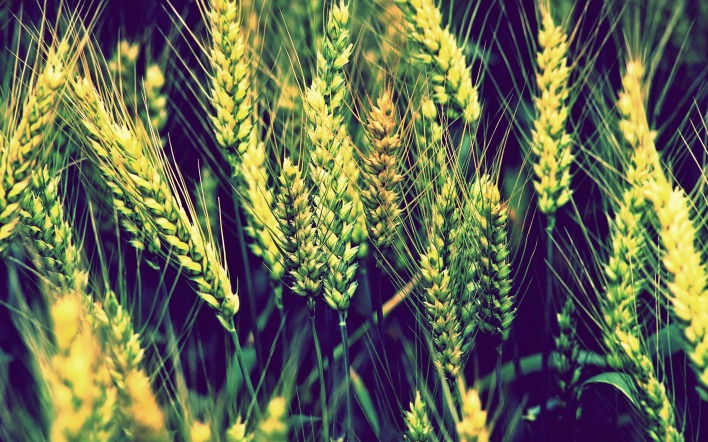 пшеница зеленая