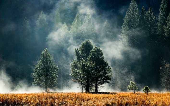 природа деревья туман