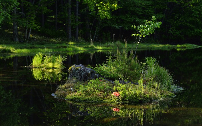 островок озеро цветок камень