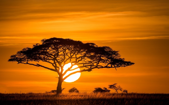 дерево солнце закат