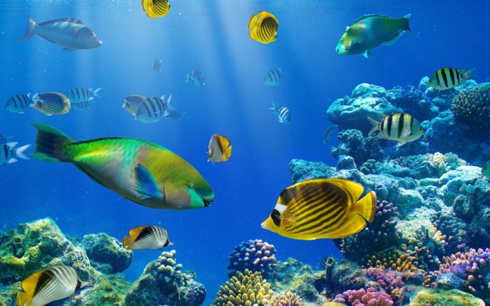 мир под водой рыбы кораллы