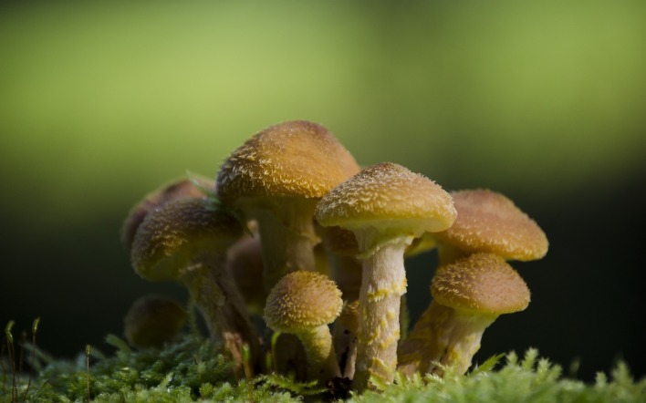 грибы макро мох