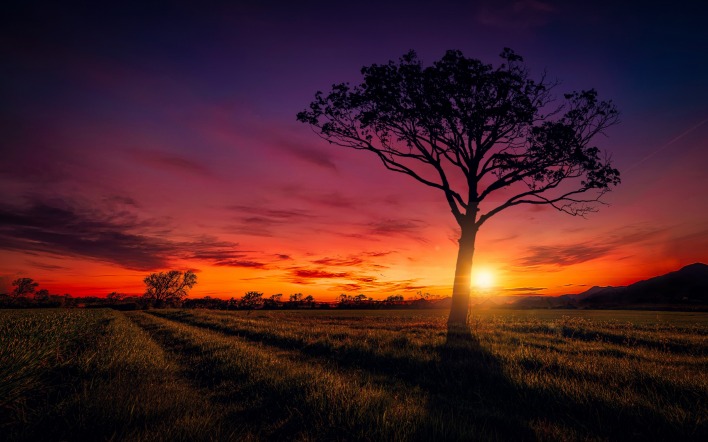 дерево поле небо закат