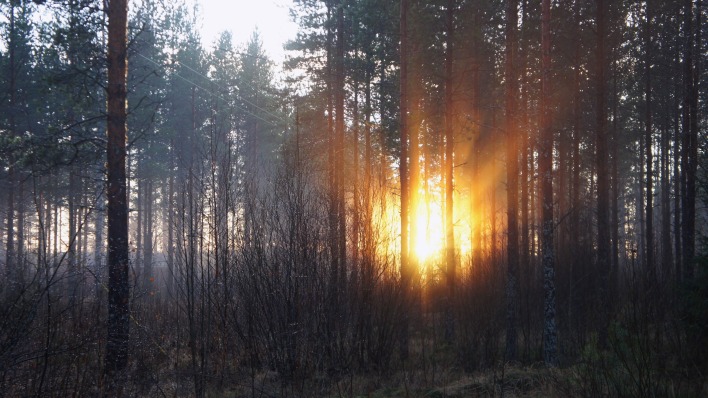 лес солнце рассвет