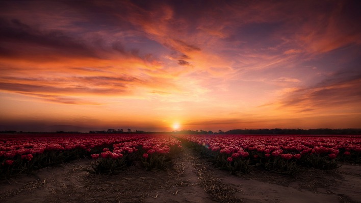 закат небо поляна цветы