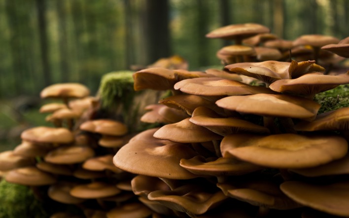 ядовитые грибы лес деревья