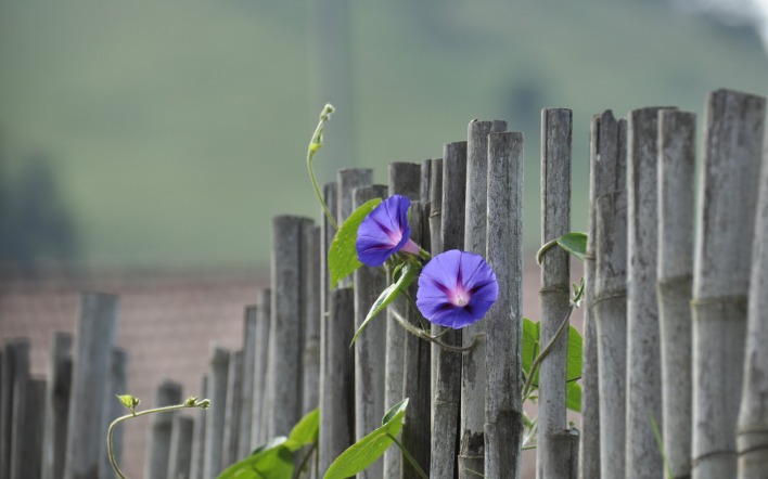цветок забор прутья