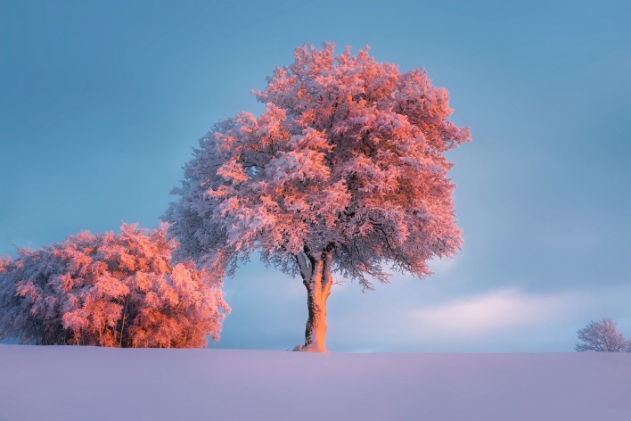 снег небо деревья