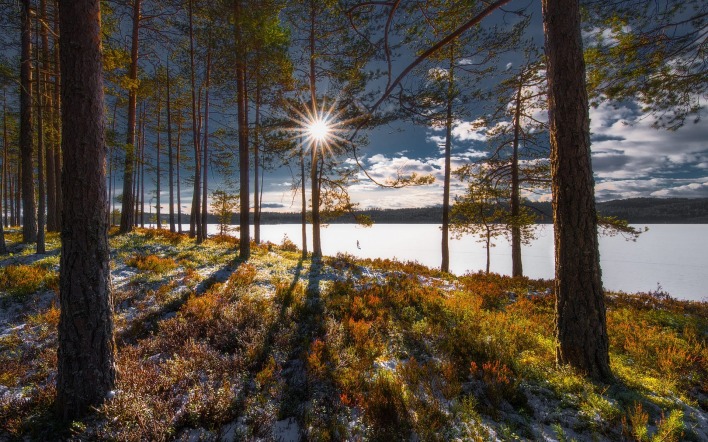 лес озеро солнце деревья небо