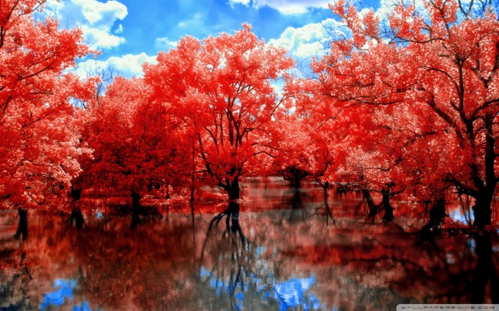 природа,осень,вода,листва,красная